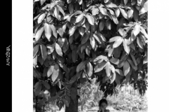 2005PinoBertelliAMAZONIA_Pagina_126