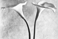 Tina Modotti, Calle,1924