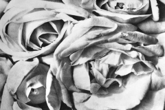 Tina Modotti, Rose, 1924