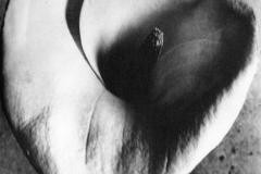 Tina Modotti, Calla, 1925